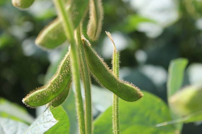 Soybean on stock